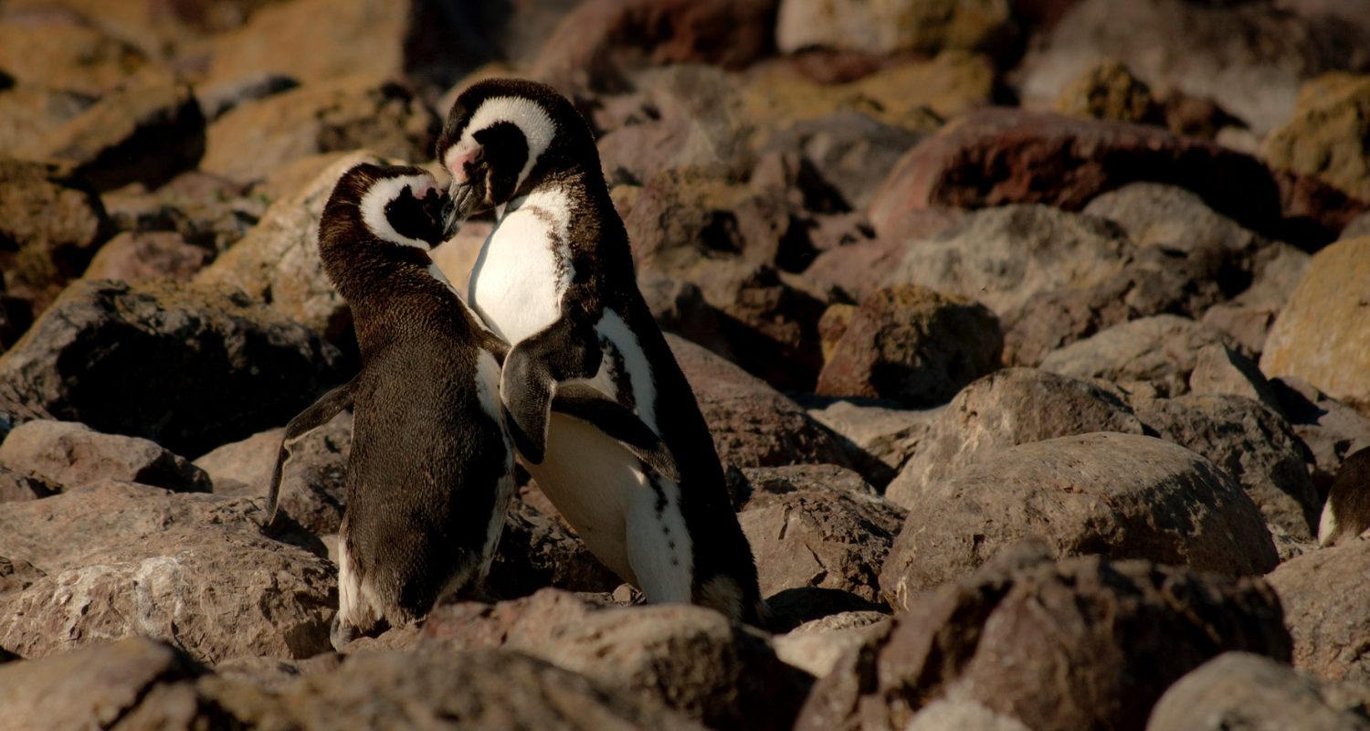 Penguins kissing